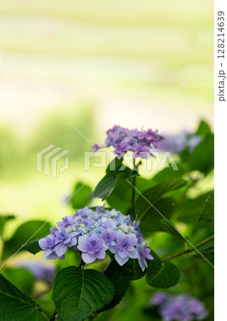 初夏の紫陽花 初夏の紫陽花 128214639