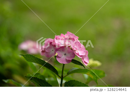 初夏の紫陽花、舞姫 初夏の紫陽花、舞姫 128214641