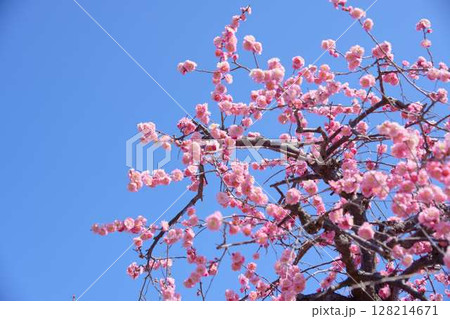 快晴の青空とピンク色の梅の花 128214671