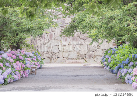 舞鶴公園に咲く紫陽花と石垣(初夏・福岡) 舞鶴公園に咲く紫陽花と石垣(初夏・福岡) 128214686
