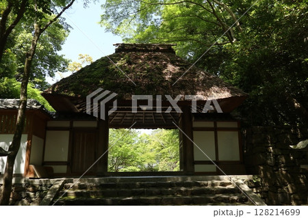 新緑あふれる京都法然院 128214699