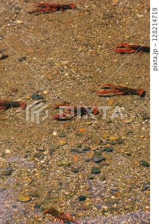 日本では外来生物のアメリカザリガニ 日本では外来生物のアメリカザリガニ 128214719