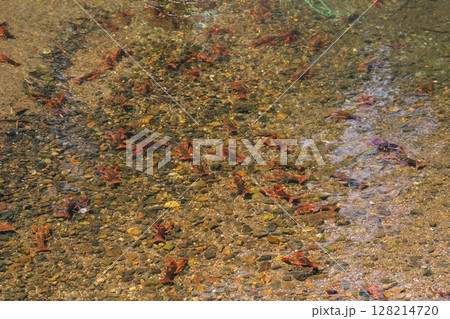 日本では外来生物のアメリカザリガニ 128214720