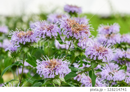 タイマツバナ「ローズセンテッド」Rose-Scented Monarda 128214741