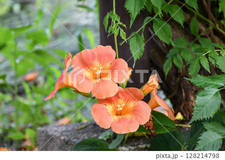 ノウゼンカズラ　Chinese trumpet vine 128214798
