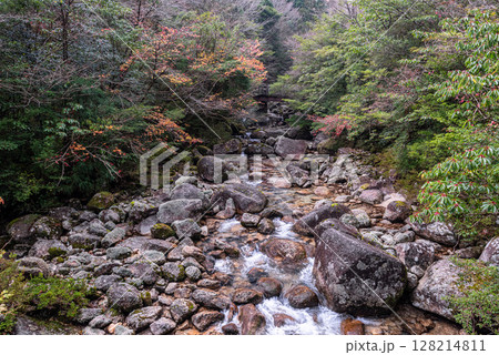 屋久島国立公園のきれいな紅葉、縄文杉登山道周辺 128214811