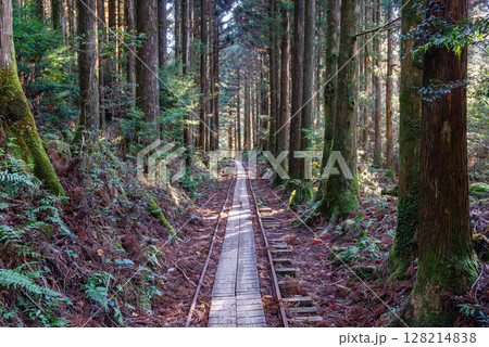 先人の遺産　杉山とトロッコ線路　屋久島国立公園(冬 128214838
