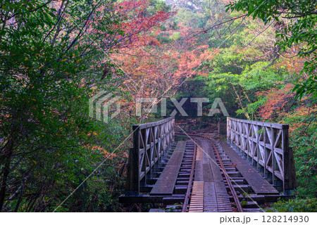 屋久島国立公園　トロッコ線路周辺の紅葉(冬) 128214930