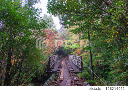 屋久島国立公園　トロッコ線路周辺の紅葉(冬) 128214931