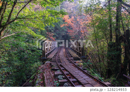 屋久島国立公園　トロッコ線路周辺の紅葉(冬) 128214933