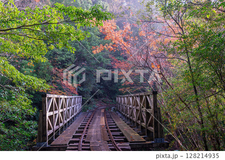 トロッコ橋梁周辺の紅葉 屋久島国立公園(冬 トロッコ橋梁周辺の紅葉 屋久島国立公園(冬 128214935