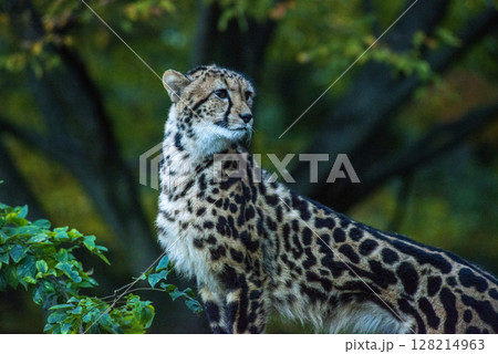 珍獣　キングチーター　ナデシコ 128214963