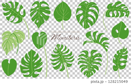 簡單的龜背竹插畫素材集 128215049