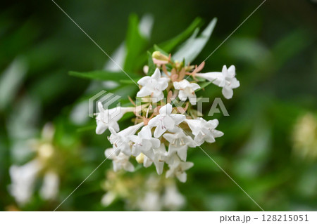 カジノキの花　Paper Mulberry Flower 128215051