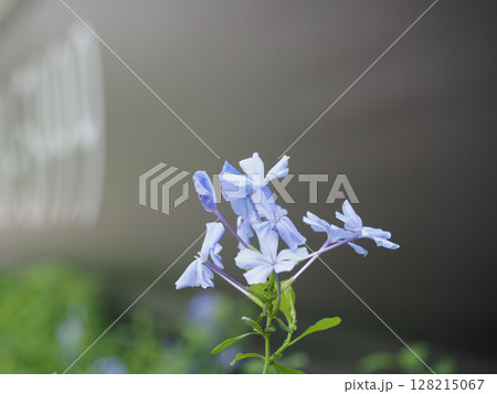 Delicate blue flower with soft petals and green leaves, blooming against blurred background, evokes sense of calm and natural beauty, highlighting elegance of nature small wonders 128215067