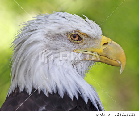 Bald eagle portrait isolated on green background, Canada Bald eagle portrait isolated on green background, Canada 128215215