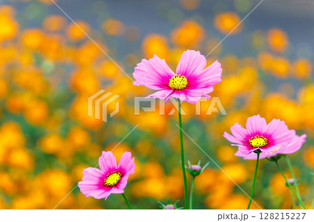 コスモス畑に咲くピンク色のコスモス 128215227