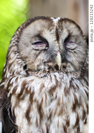 白梟 シロフクロウ 白梟 シロフクロウ 128215242