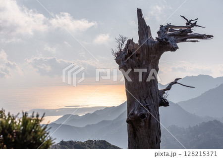 神が宿る白骨樹　太鼓岩から　屋久島国立公園(冬 128215371
