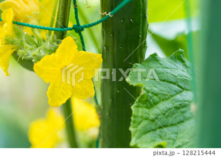 胡瓜と花 胡瓜と花 128215444
