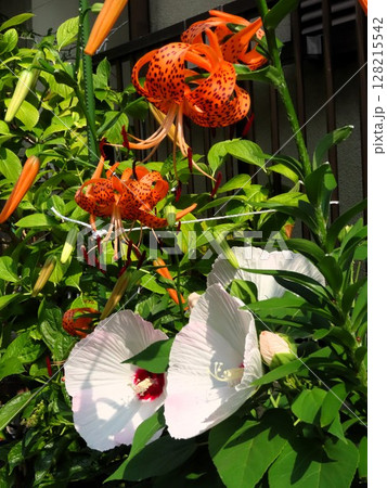 初夏の花:壇のオニユリ&スイフヨウ:天蓋百合 初夏の花:壇のオニユリ&スイフヨウ:天蓋百合 128215542