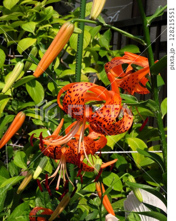 初夏の花:満開の花壇のオニユリ:天蓋百合 初夏の花:満開の花壇のオニユリ:天蓋百合 128215551