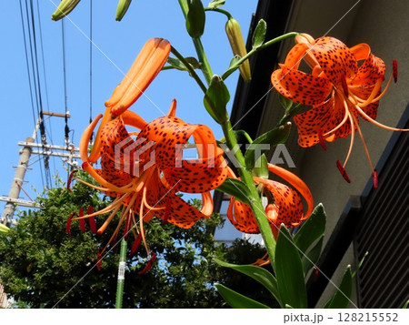 初夏の花:満開の花壇のオニユリ:天蓋百合 初夏の花:満開の花壇のオニユリ:天蓋百合 128215552