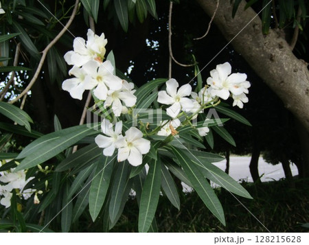 千葉市の花木夾竹桃の白い花 千葉市の花木夾竹桃の白い花 128215628