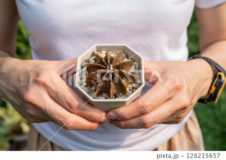 Cropped shot view of woman holding a pot of rotten Gymnocalycium cactus. Cactus rot is one of the main causes of cactus death from fungal and bacterial diseases attack. 128215657