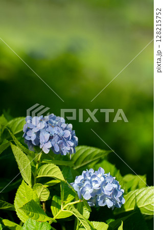 初夏のアジサイ、クローズアップ素材 初夏のアジサイ、クローズアップ素材 128215752