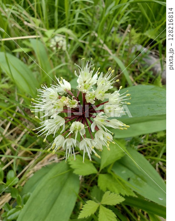 wild garlic blooms in a lush green meadow during summer delicate white flowers. closeup. wild garlic blooms in a lush green meadow during summer delicate white flowers. closeup. 128216814