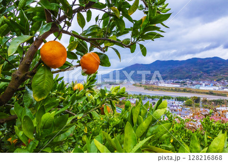 みかんの木 128216868