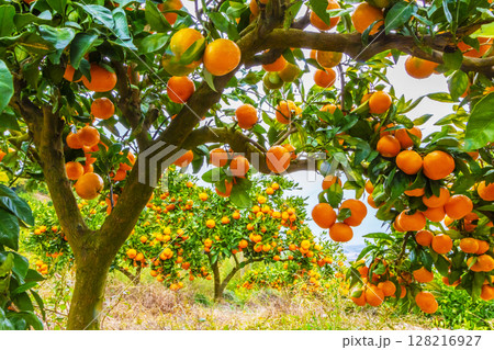 みかんの木 128216927