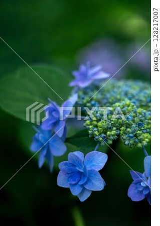 初夏のアジサイ 128217007