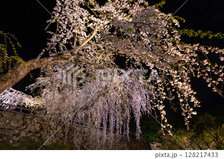 青森県弘前市下白銀町弘前公園　桜の名所弘前城天守台のライトアップされたシダレザクラ夜景 128217433