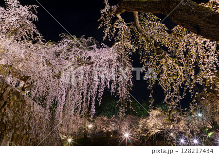 青森県弘前市下白銀町弘前公園　桜の名所弘前城天守台のライトアップされたシダレザクラ夜景 128217434
