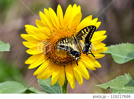ヒマワリの蜜を吸うキアゲハ ヒマワリの蜜を吸うキアゲハ 128217686
