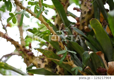 クレスケンティア・アラータの花 128217964