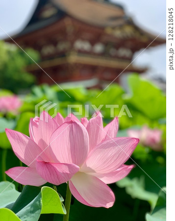 青葉に映える満開の蓮子の花と随神門〈伊賀八幡宮/愛知県岡崎市〉 128218045