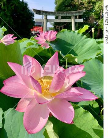 神社のハス池に咲く満開の蓮子(ピンク)の花〈伊賀八幡宮/愛知県岡崎市〉 神社のハス池に咲く満開の蓮子(ピンク)の花〈伊賀八幡宮/愛知県岡崎市〉 128218046