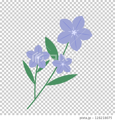 秋天的素材，風鈴草插圖 128218075