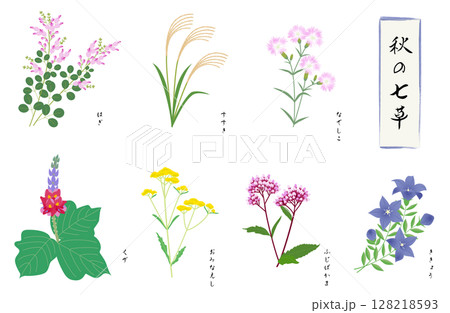秋の七草セット 秋の七草セット 128218593
