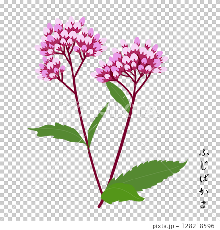 秋之七草，藤葎釜 128218596