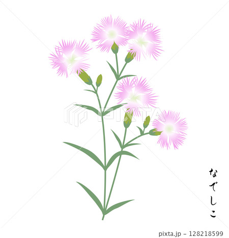 秋の七草、撫子 128218599