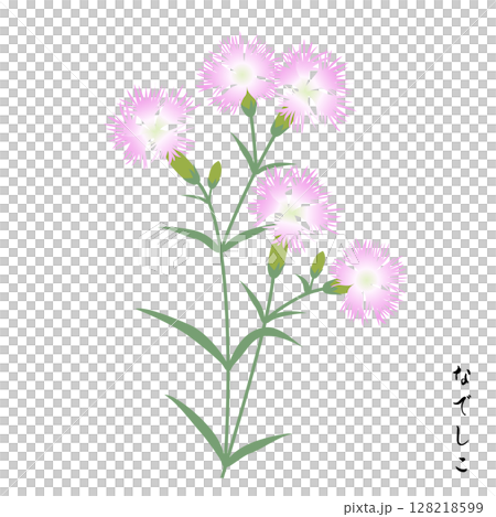 秋の七草、撫子 128218599