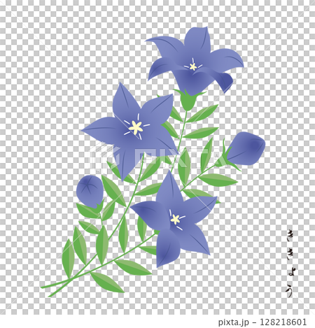 秋季七種草藥，風鈴草 128218601