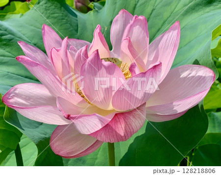 青葉に映える満開の蓮子の花(ピンク)一輪クローズアップ〈伊賀八幡宮ハス池/愛知県岡崎市〉 128218806