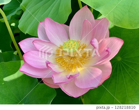 青葉に映えるピンクの蓮子一輪(クローズアップ)〈伊賀八幡宮/愛知県岡崎市〉 128218810