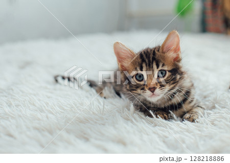 Little bengal kitten on the white fury blanket Little bengal kitten on the white fury blanket 128218886