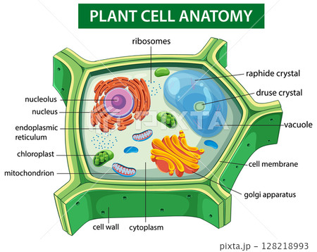 Detailed Plant Cell Anatomy Illustration 128218993